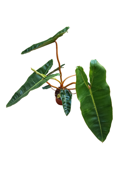 Philodendron Billietiae Planta De Interior Ø12 Altura +40 Cms