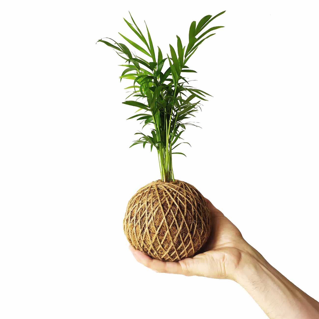 Palmera De Salón En Kokedama_1