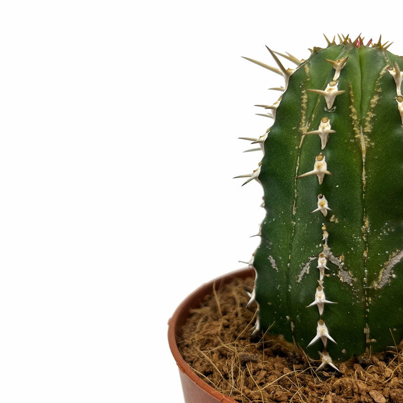 Euphorbia Echinus Cactus Y Suculentas M8,5 Ø