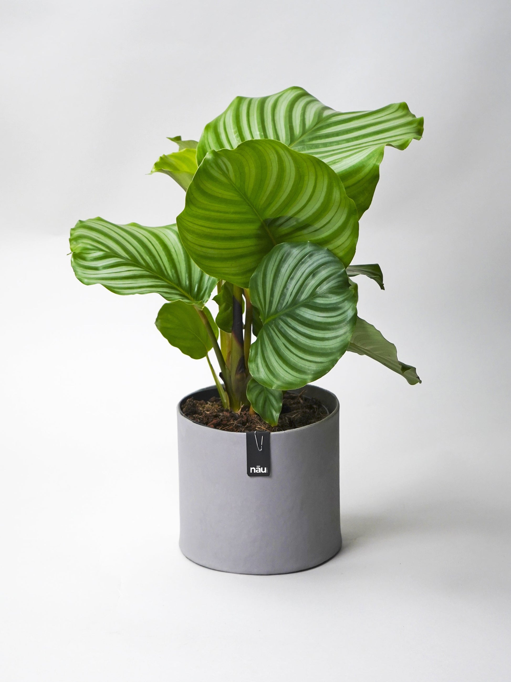 Macetero Ecológico Y Sostenible Tokyo