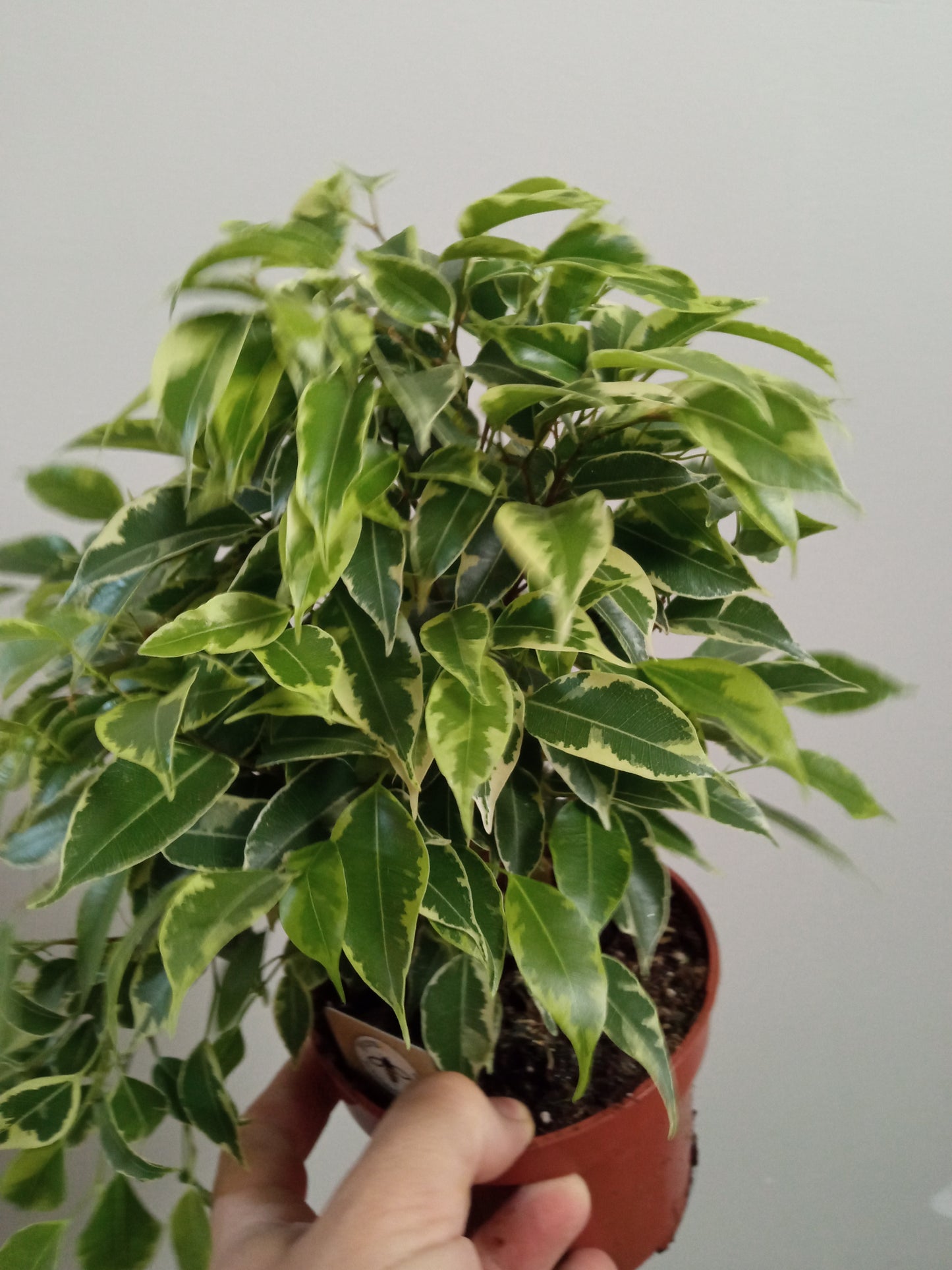 Ficus Benjamina Variegata Kinki Ø12 - 20 Cm
