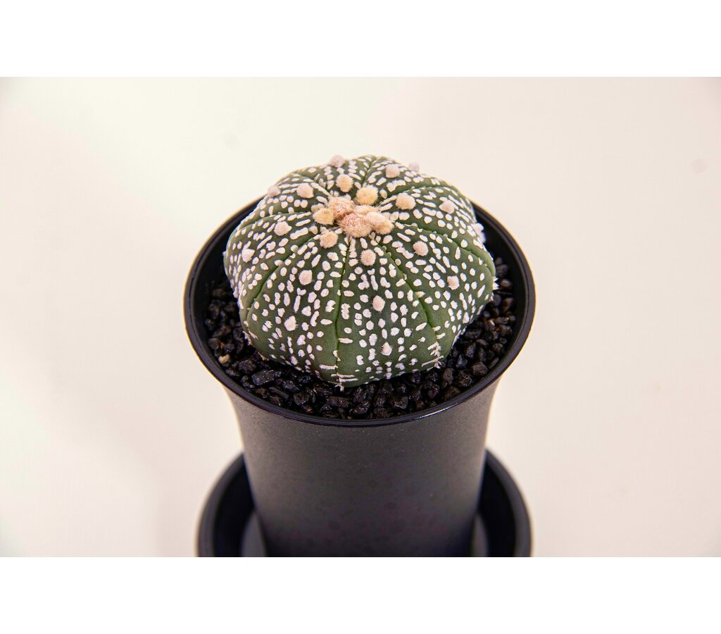 Astrophytum Asterias Superkabuto M8 15cm_1
