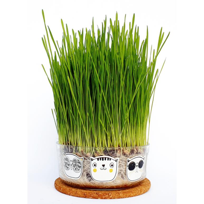 Hierba para gatos set de cultivo