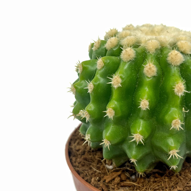 Echinocactus Grusonii Var. Brevispinus Cactus Y Suculentas M8,5 cm Ø_2
