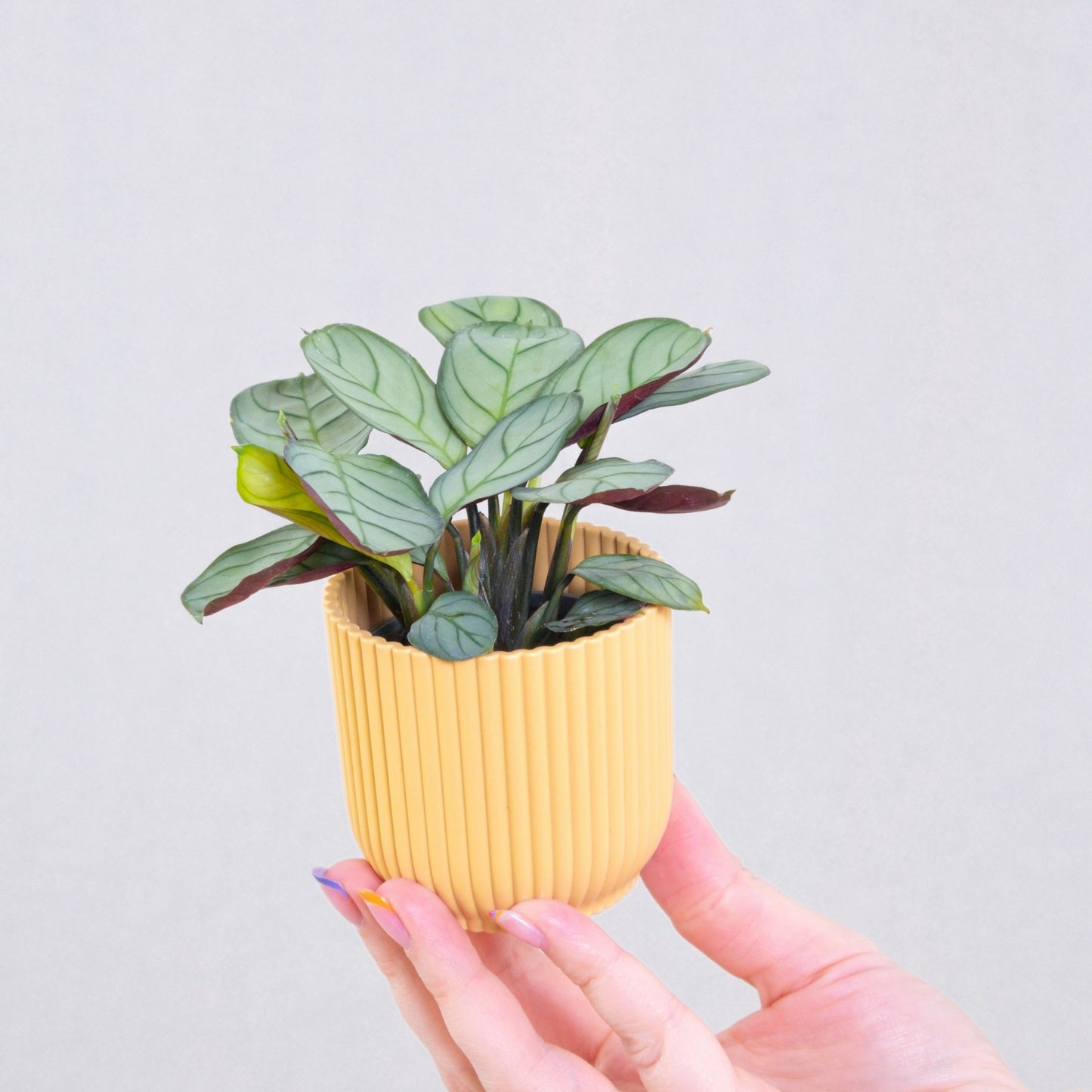 Planta De Oración - 2 Pzs - Ctenanthe 'amagris' - Altura 25-35cm - ⌀14cm