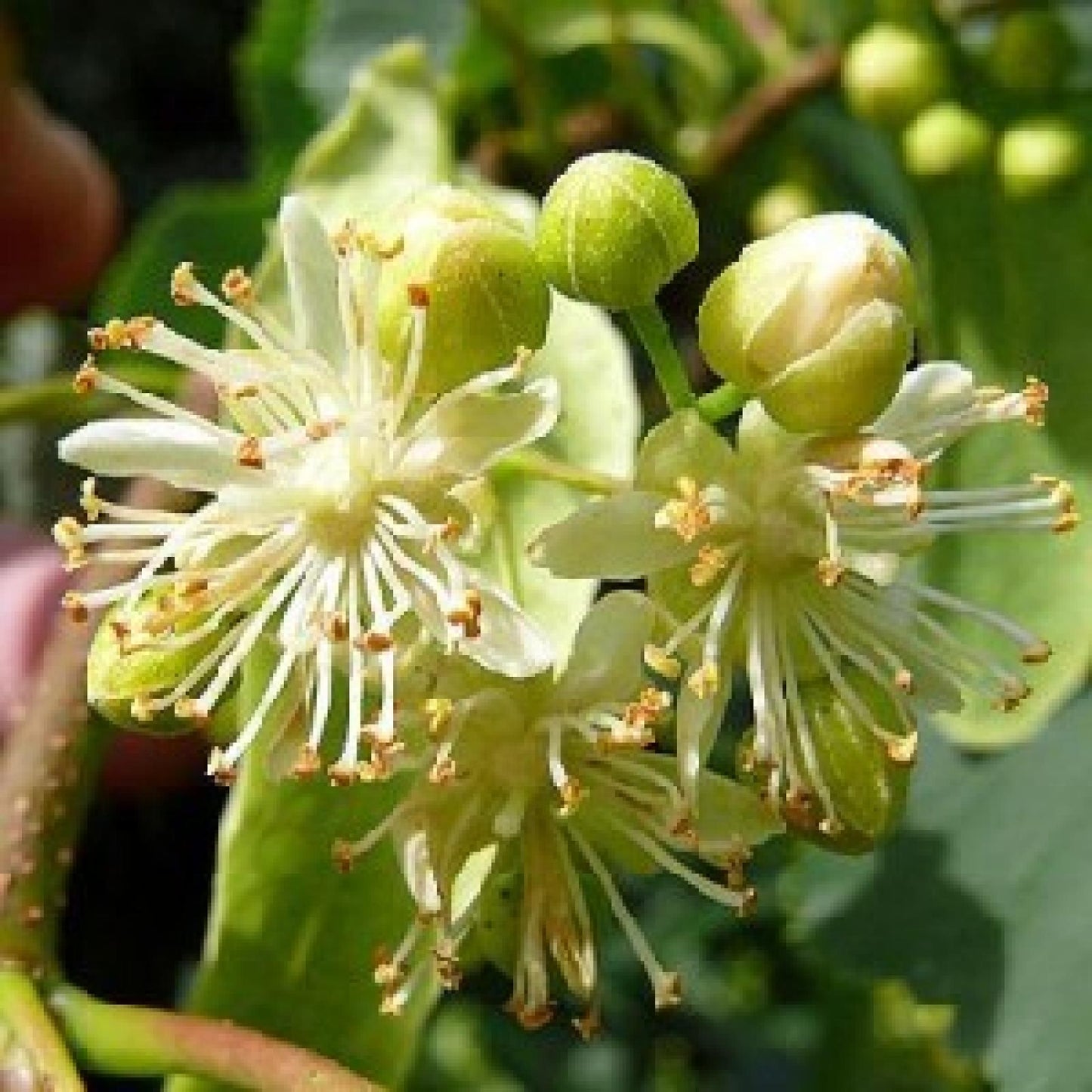 Miel de Tilo Ecológica Bona Mel, 900 g