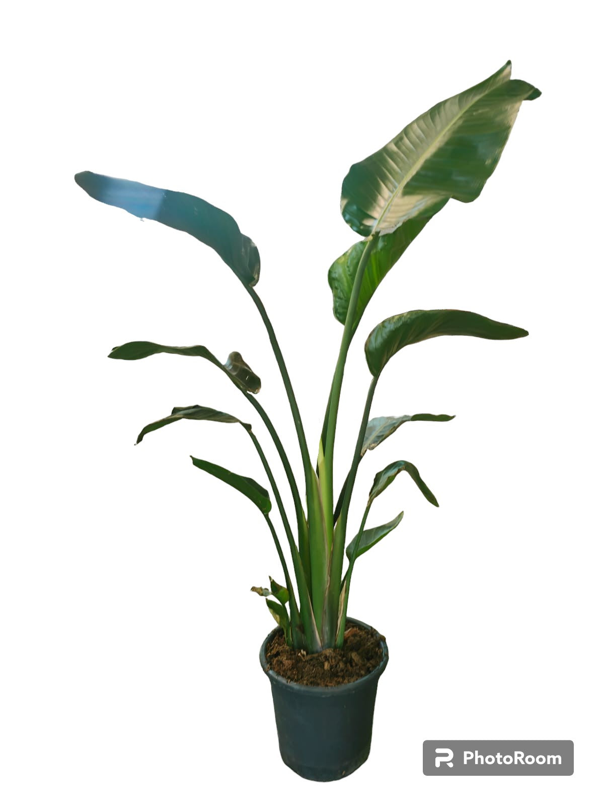 Strelitzia Augusta Maceta