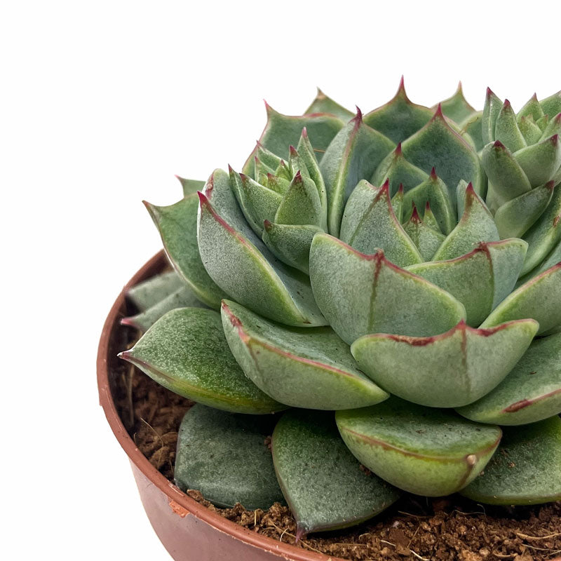 Echeveria Fabiola Cactus Y Suculentas