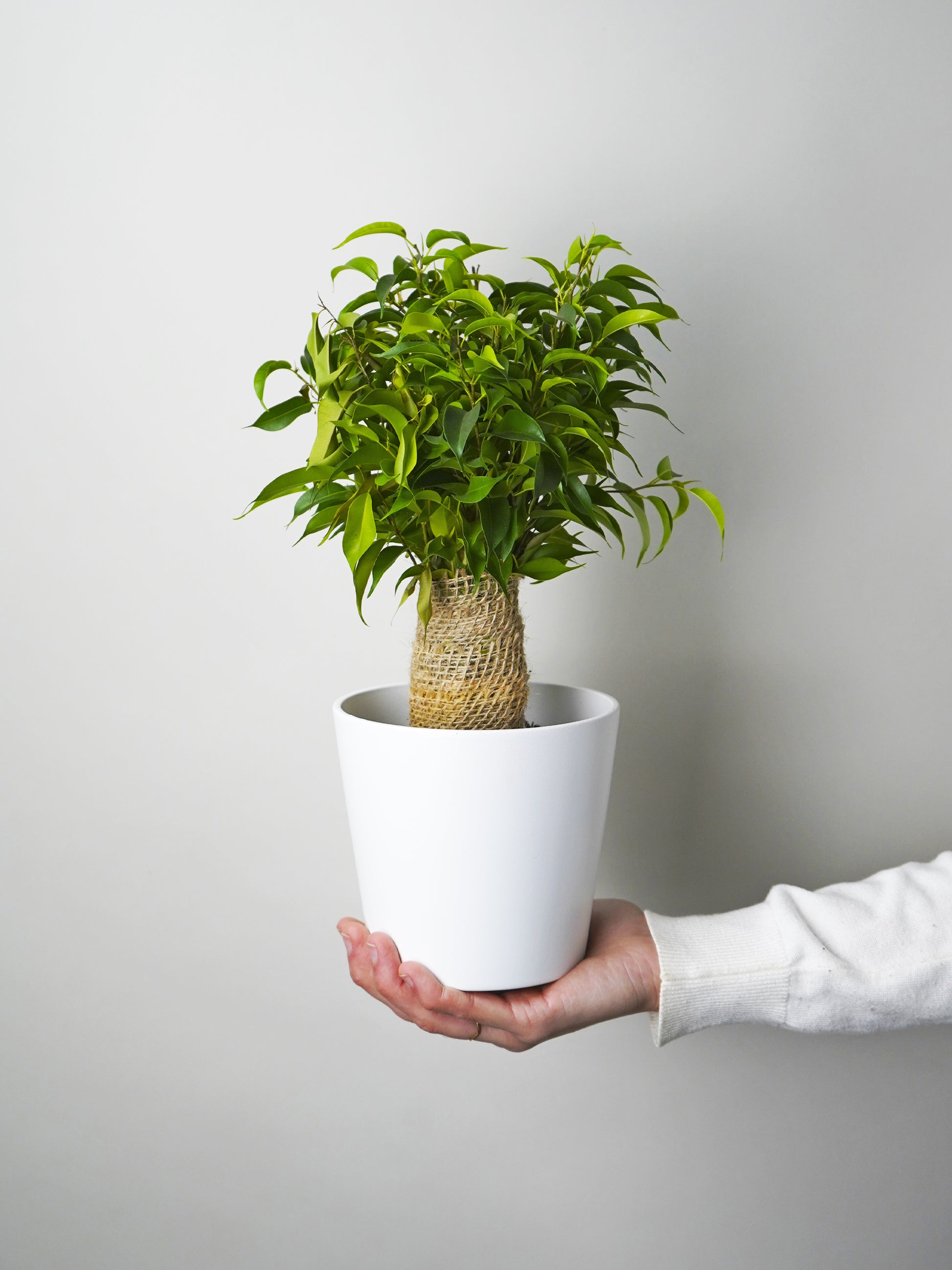 Ficus Benjamina | Altura 30cm - Diámetro 12cm
