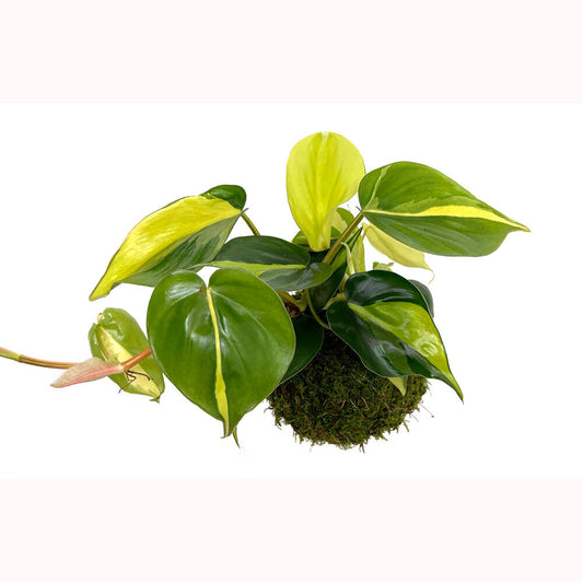 Kokedama Brasil 30cm