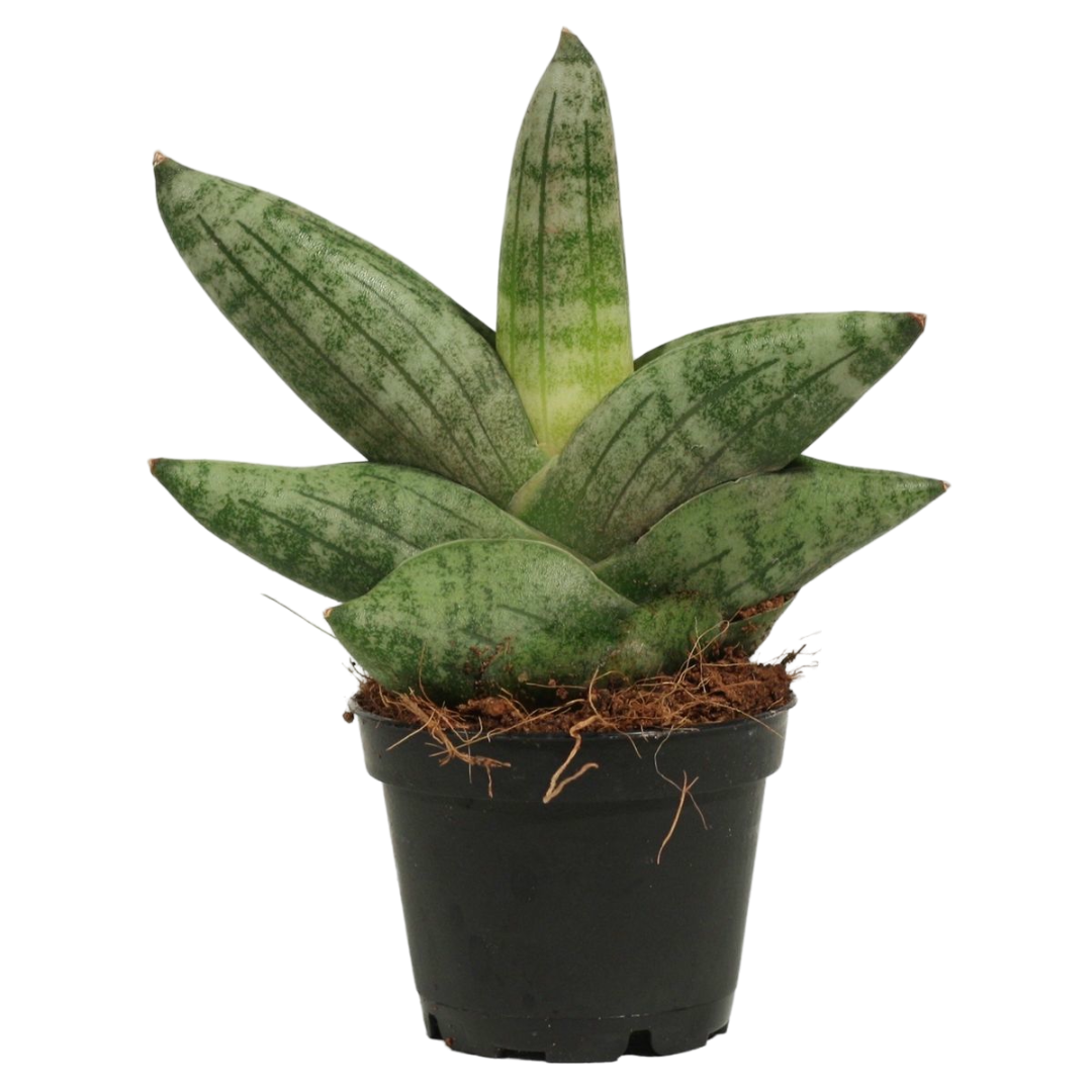 Sansevieria Boncellensis Planta Suculenta De Interior Purificadora Ø6_0