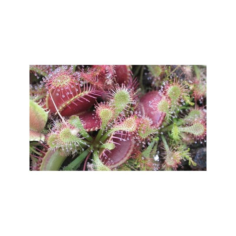 Pack de iniciación a las plantas carnívoras