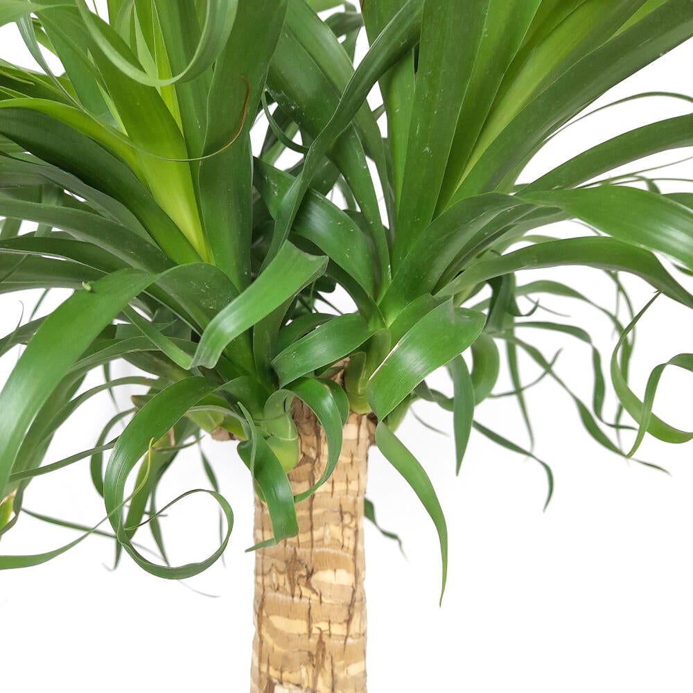 Beaucarnea Recurvata M32 140cm (pata De Elefante)