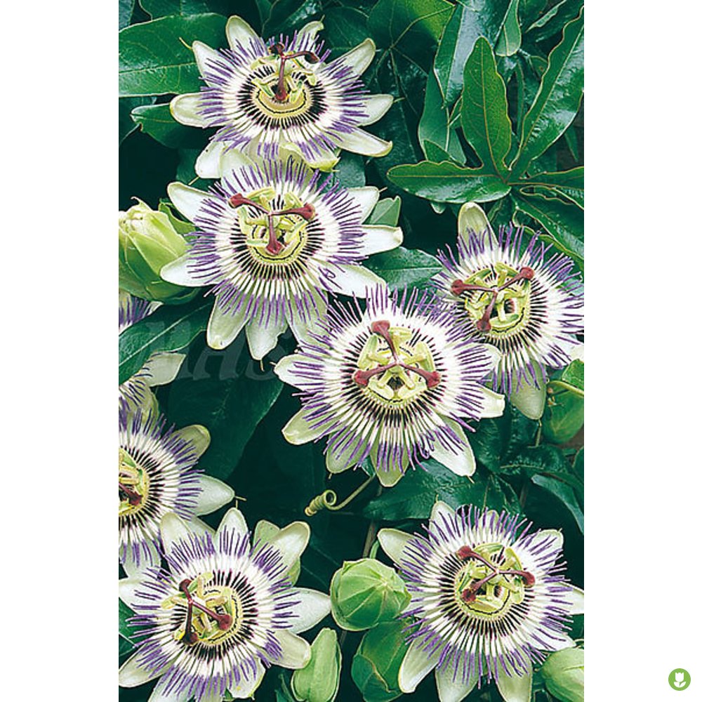 Semillas Pasionaria Trepadora_0