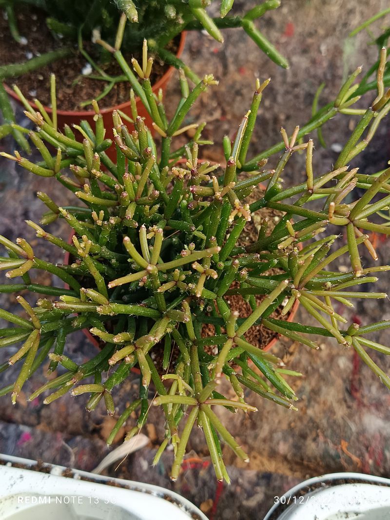 Rhipsalis Cassutta Planta Suculenta Ø8 Cm