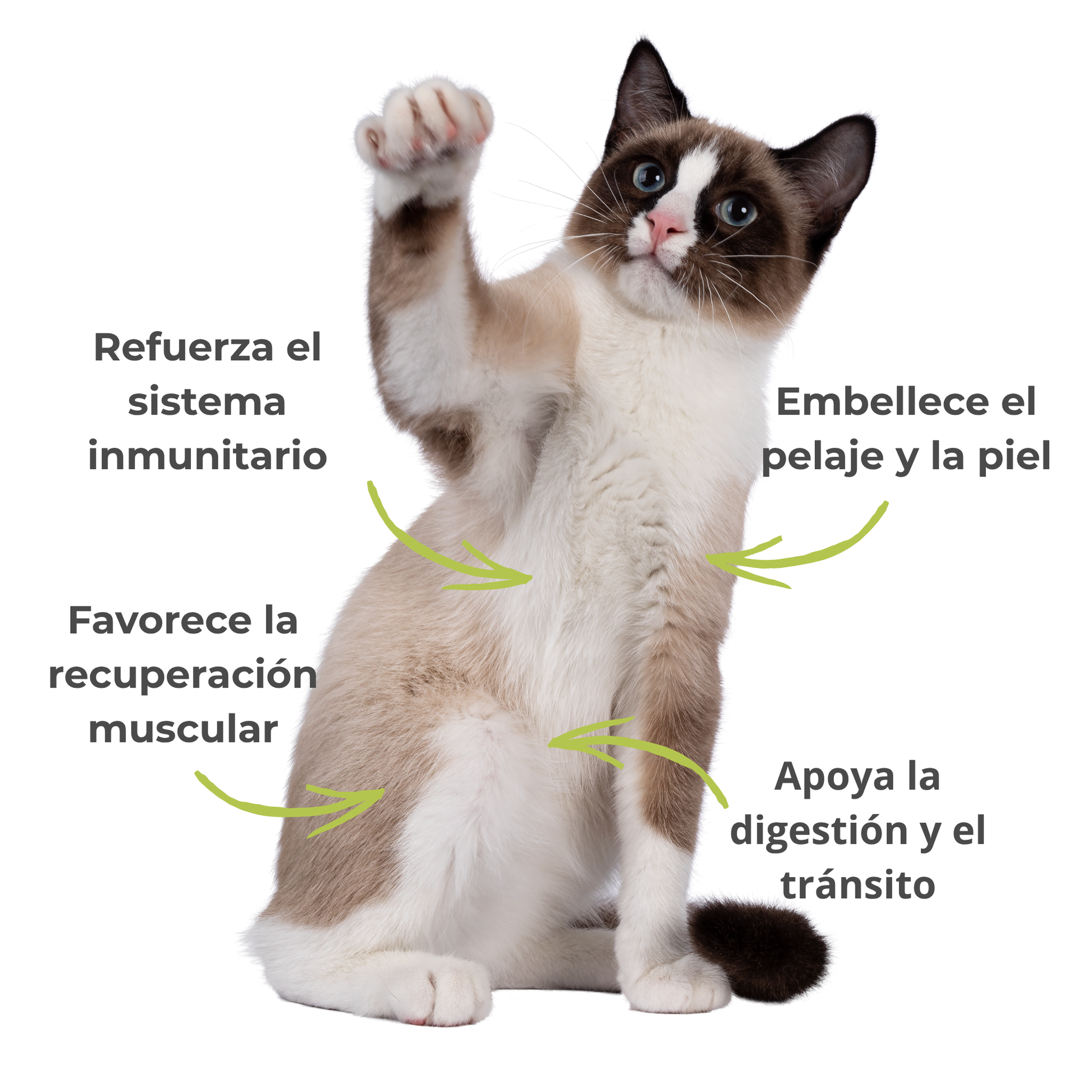 Suplemento natural para perros y gatos – Espirulina ECO Vitalidad & Defensas 100 g