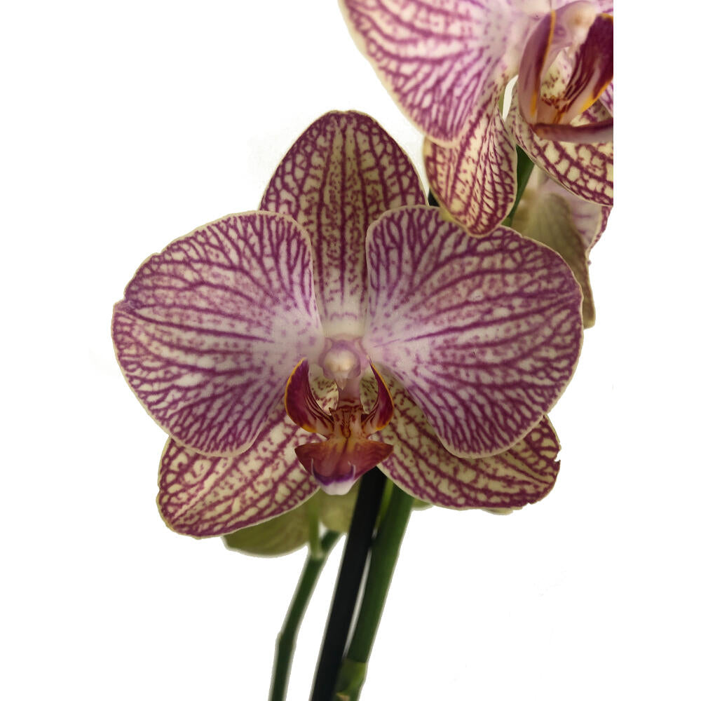 Orquidea Phalaenopsis Ravello 2/3 Tallos M12 70cm