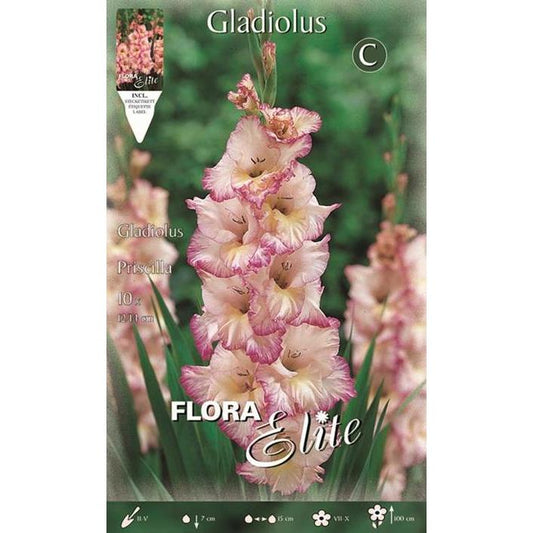 Bulbo Gladiolo blanco estriado rosa 10 ud