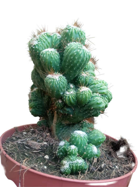 Cactus Cereus Peruvianus Monstruoso Ø13 Plantas Cristata