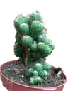 Cactus Cereus Peruvianus Monstruoso Ø13 Plantas Cristata