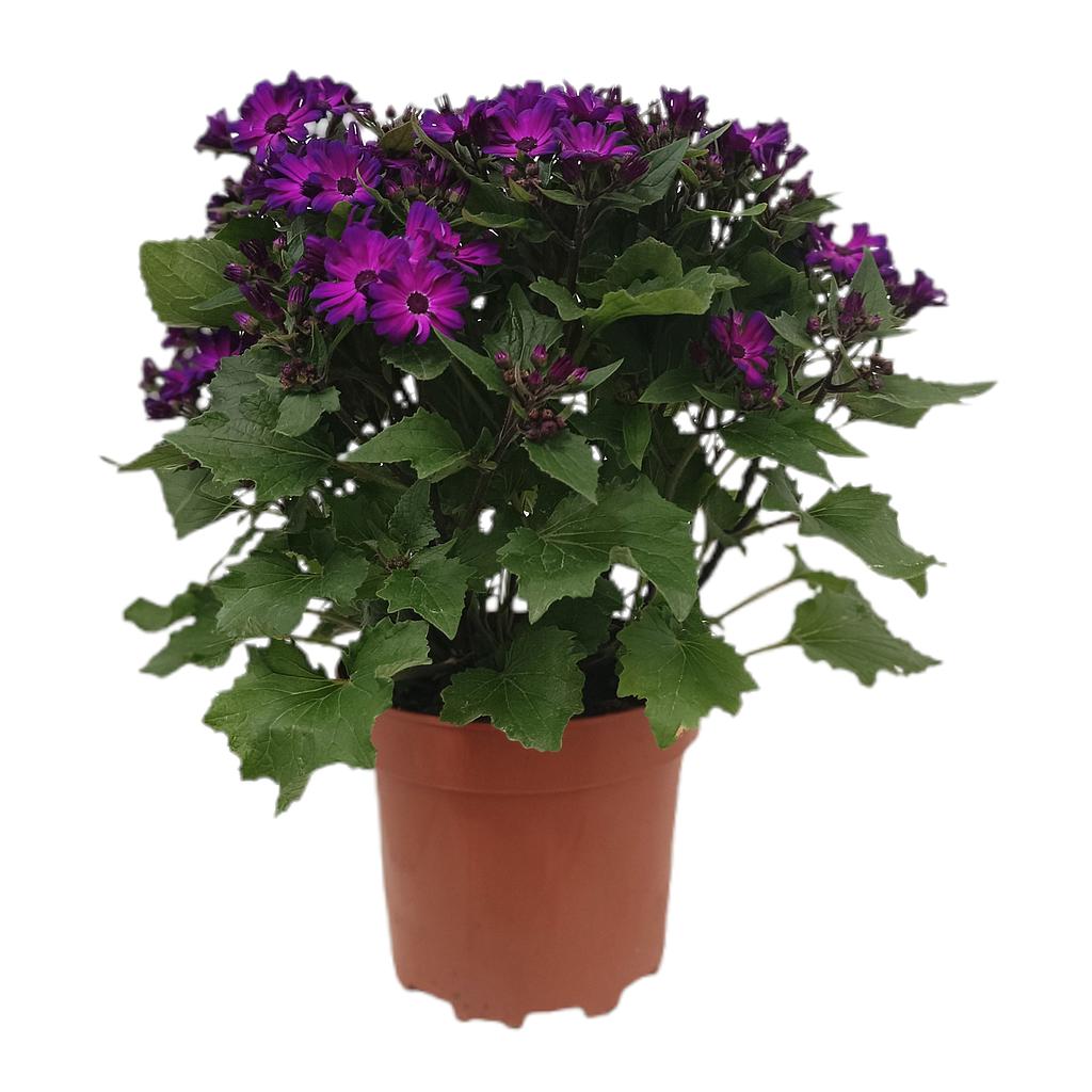 Senetti M20 40cm_0