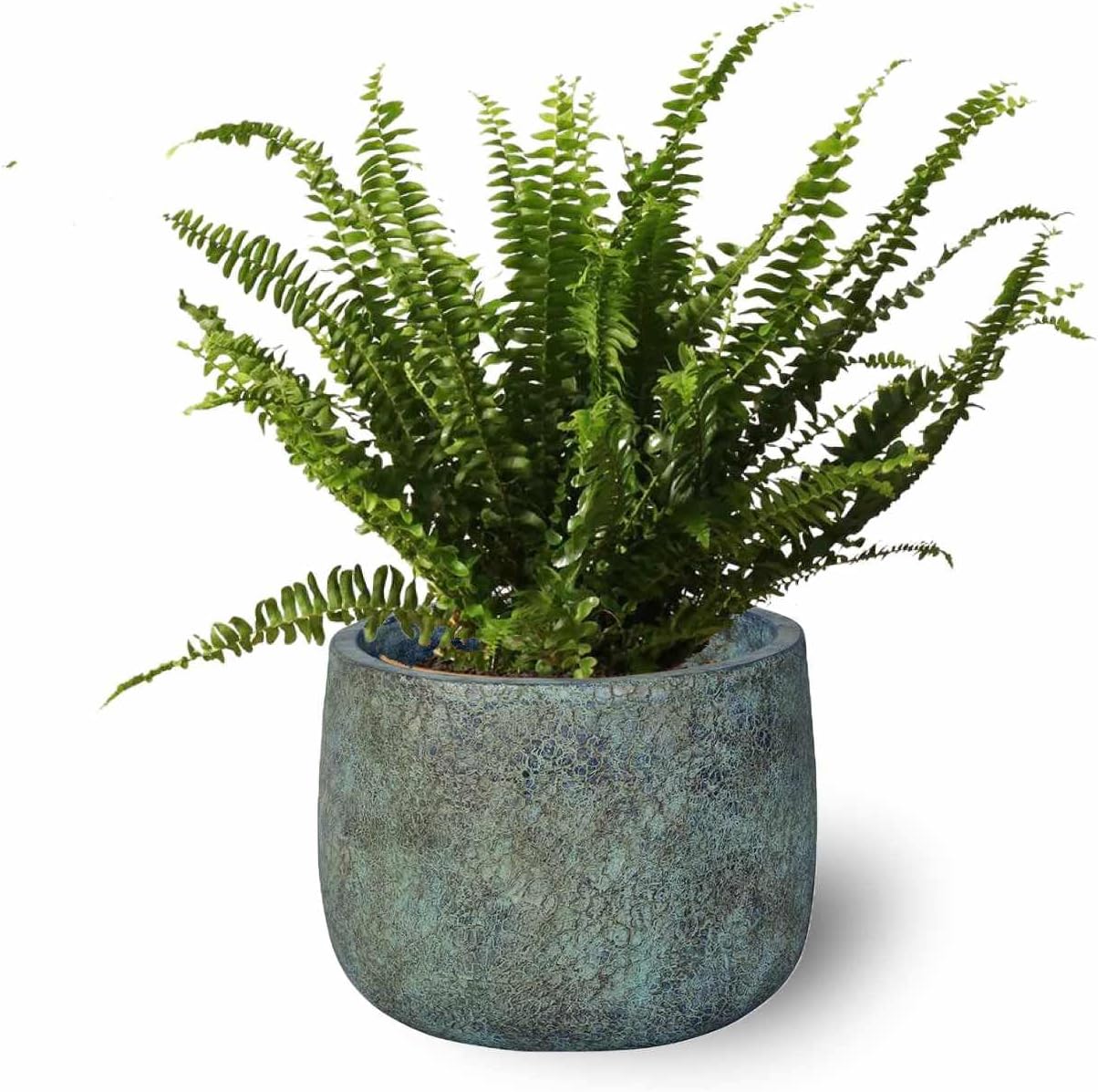 Planta Helecho Natural Viva Altura Aproximada 25 - 30 Cm En Maceta 15 Cm De Diámetro_1