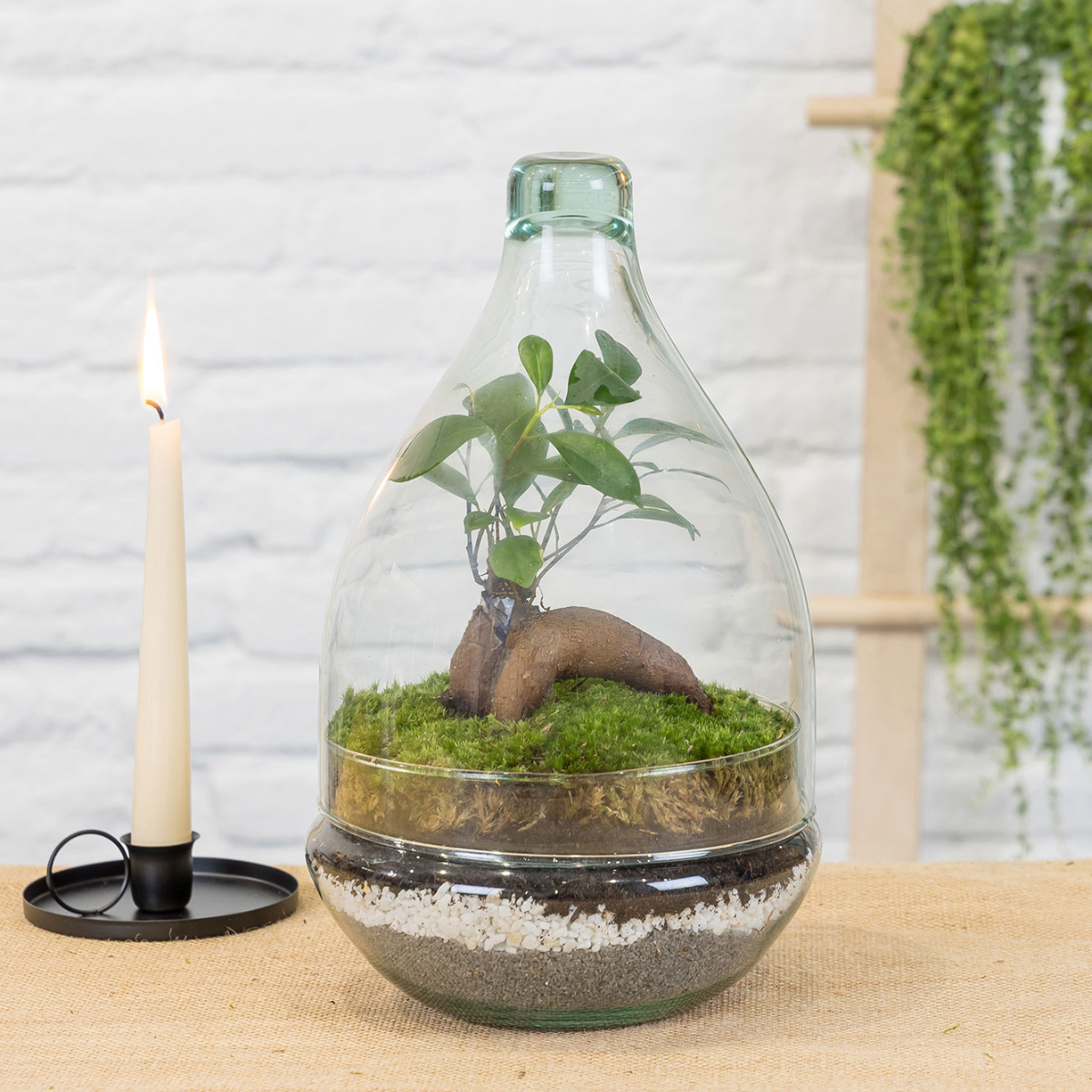 Terrario Goti (30x19)._1