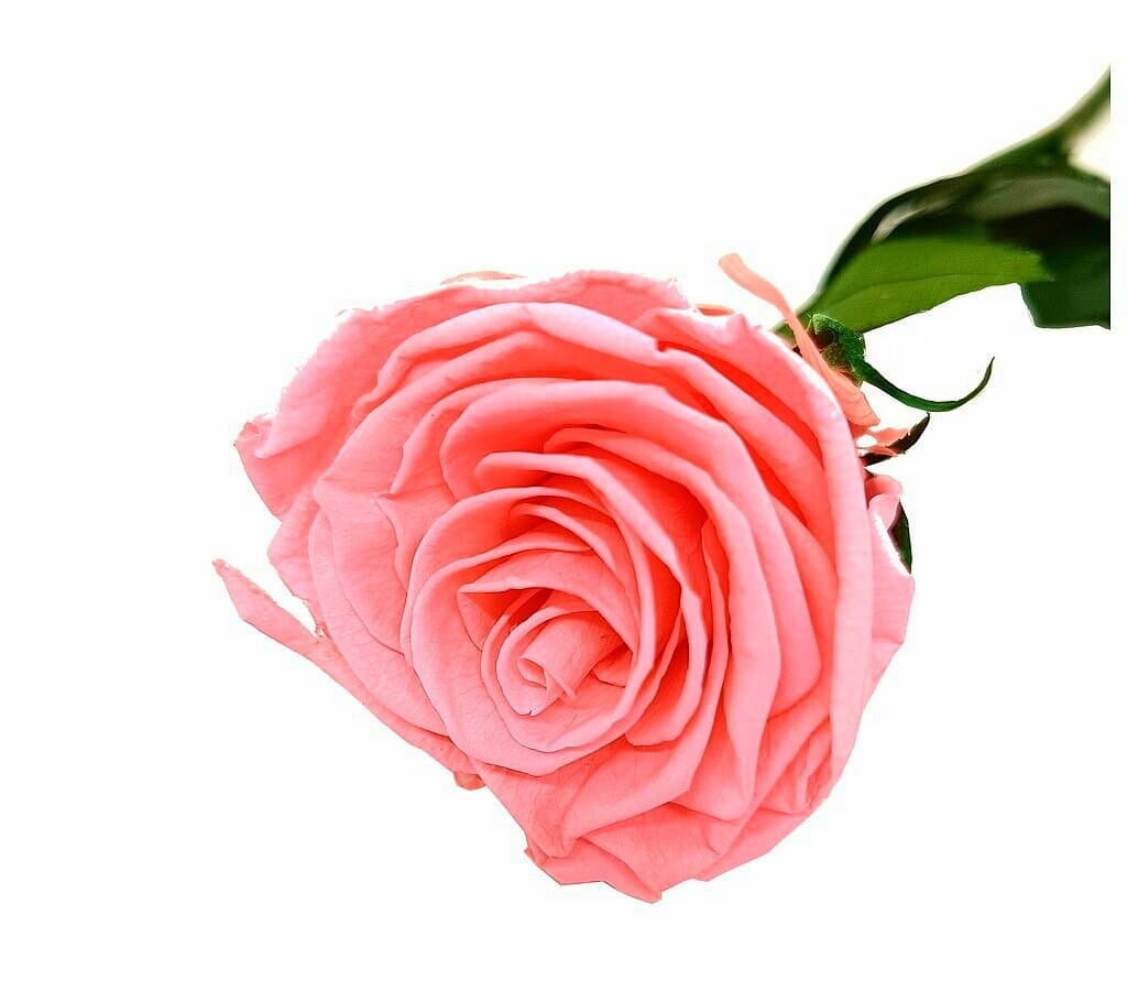 Mundo Eterno Rosa Preservada Rosewood 25cm