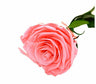 Mundo Eterno Rosa Preservada Rosewood 25cm