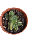 Gasteria Bicolor Planta Suculenta Ø5