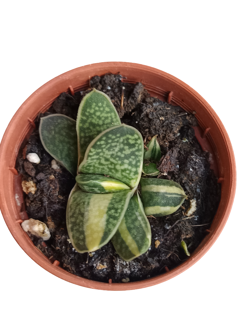 Gasteria Bicolor Planta Suculenta Ø5