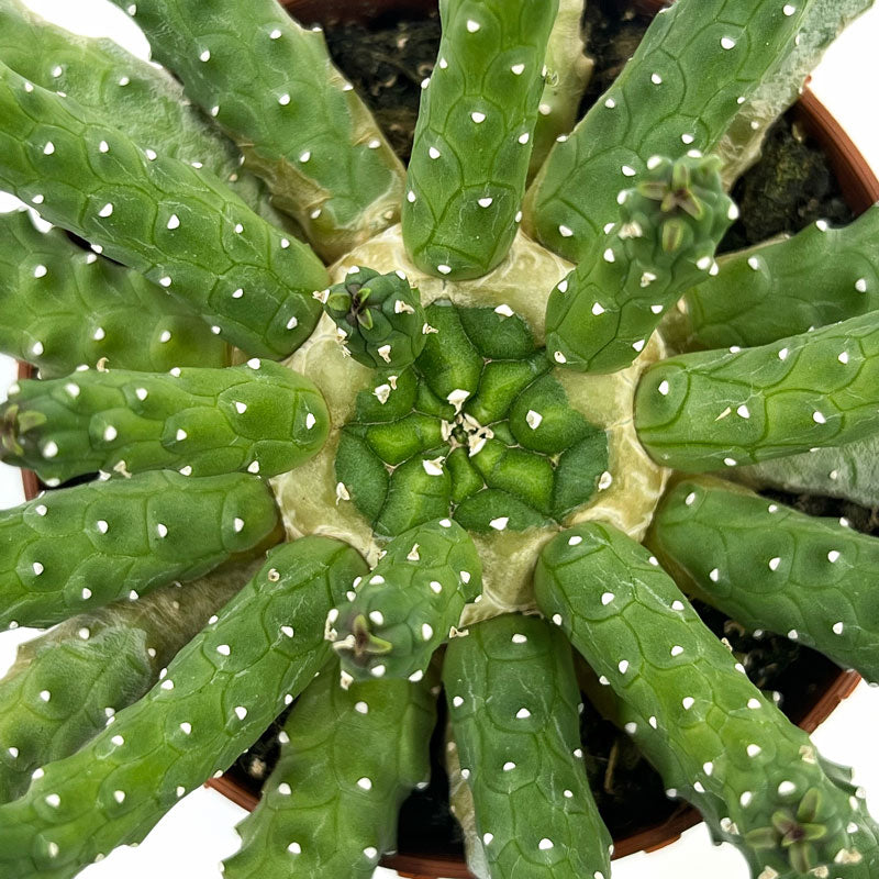 Euphorbia Inermis Cactus Y Suculentas