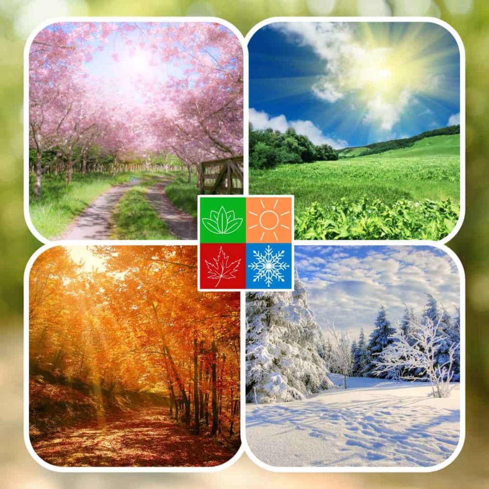 Comida Para Pájaros Silvestres En Coco, Todo El Año_3