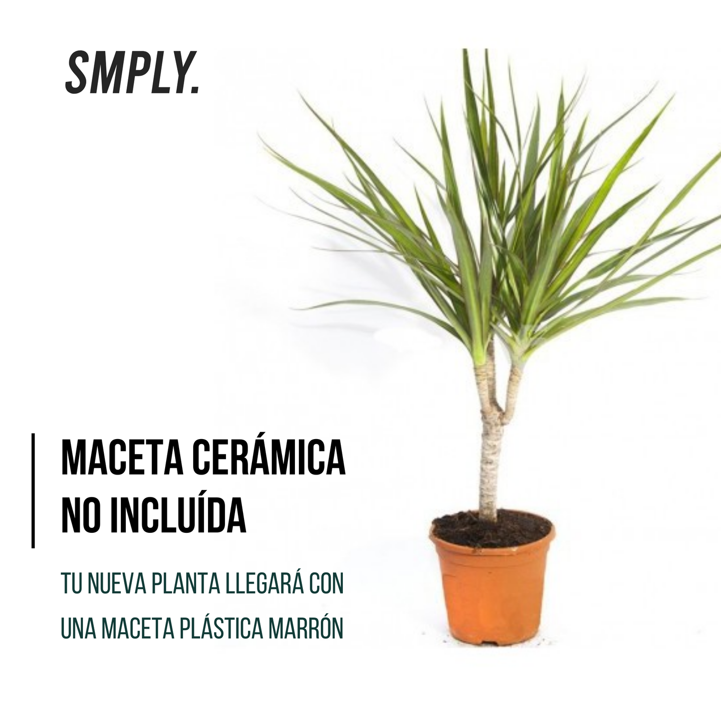 Smply- Dracaena Marginata Planta Natural De Interior En Maceta Ø12 Cm Altura 60 Cm _1