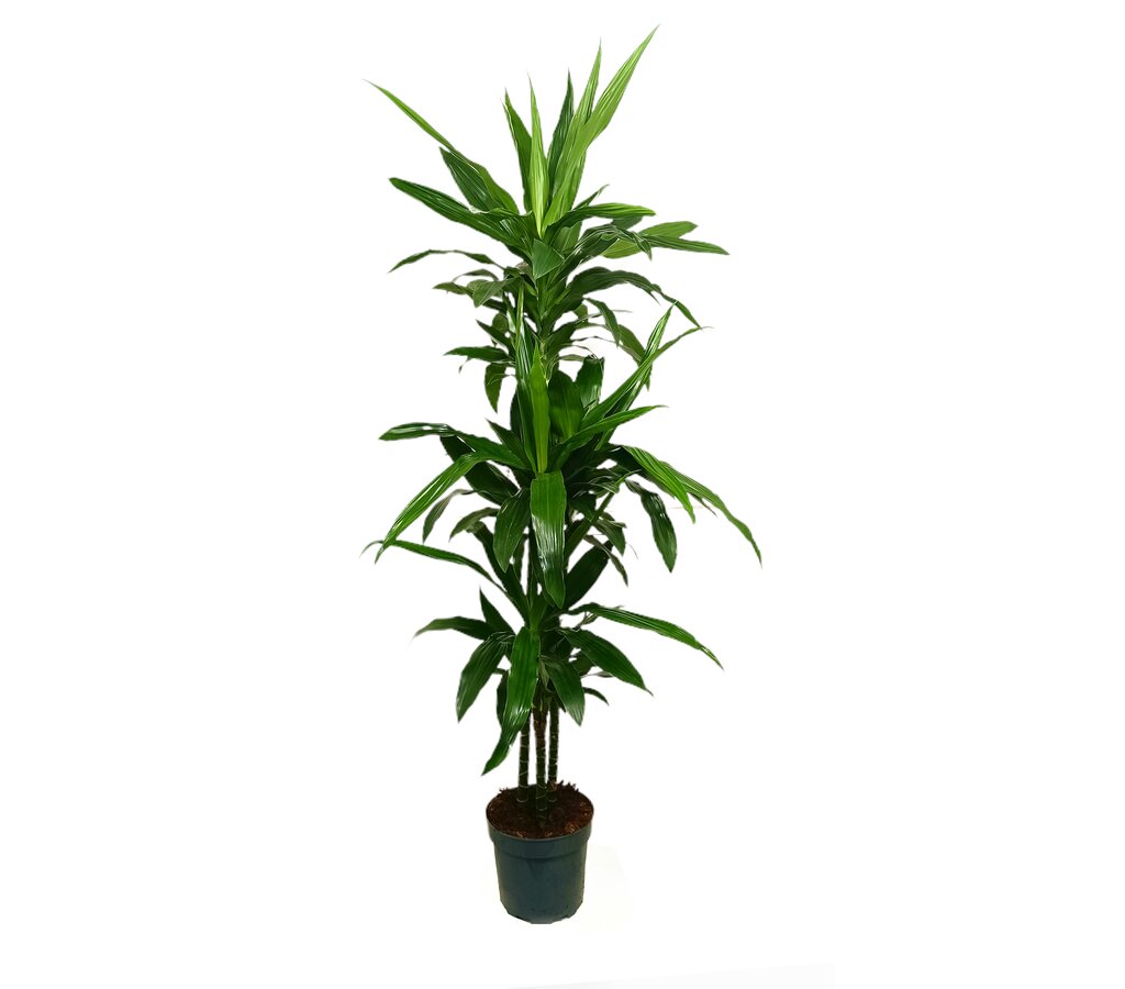 Dracena Janet Craig 3 Troncos 90-60-30 M22 120cm