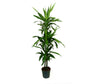 Dracena Janet Craig 3 Troncos 90-60-30 M22 120cm