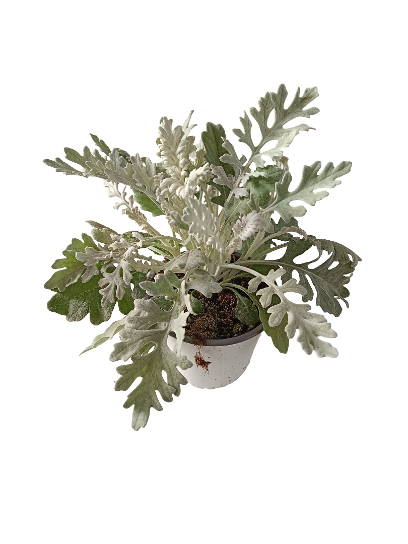 Senecio Cynerario Planta De Exterior Ø14_0