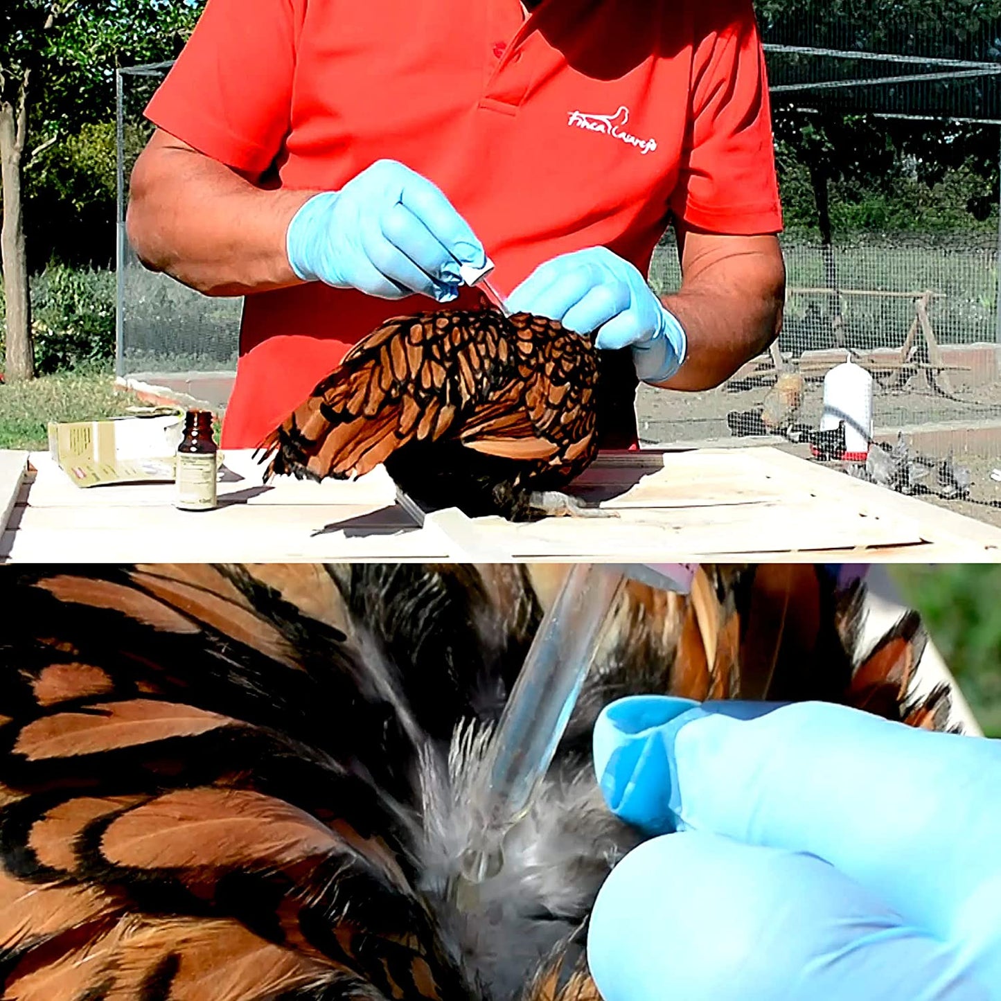 Nackentropfen - Repelente Natural Contra El Piojo Y Parásitos Externos De Gallinas Y Otros Animales_3