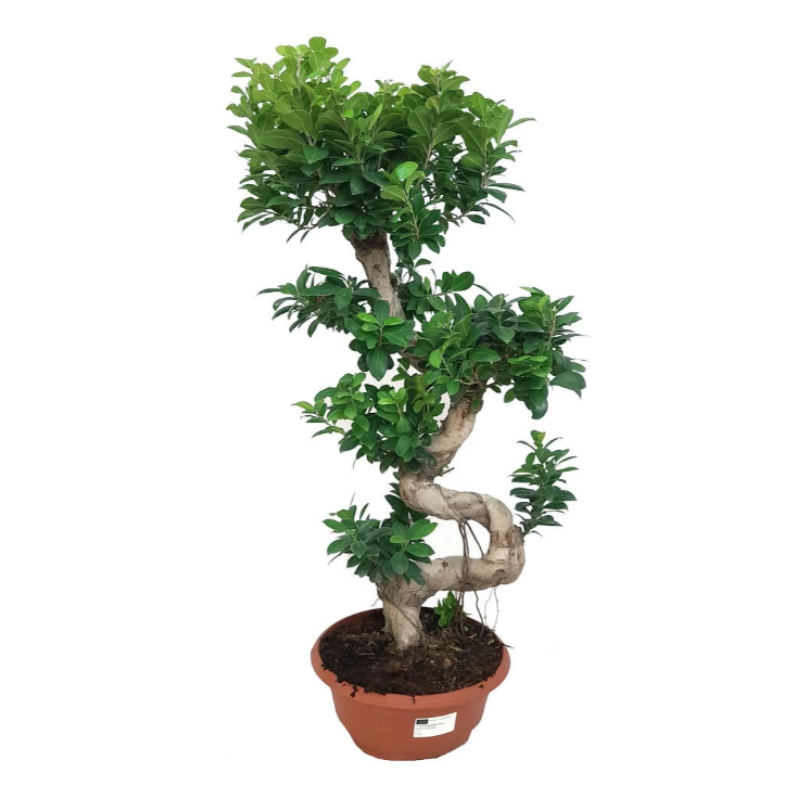 Bonsai Ficus Ginseng Microcarpa 120cm_0