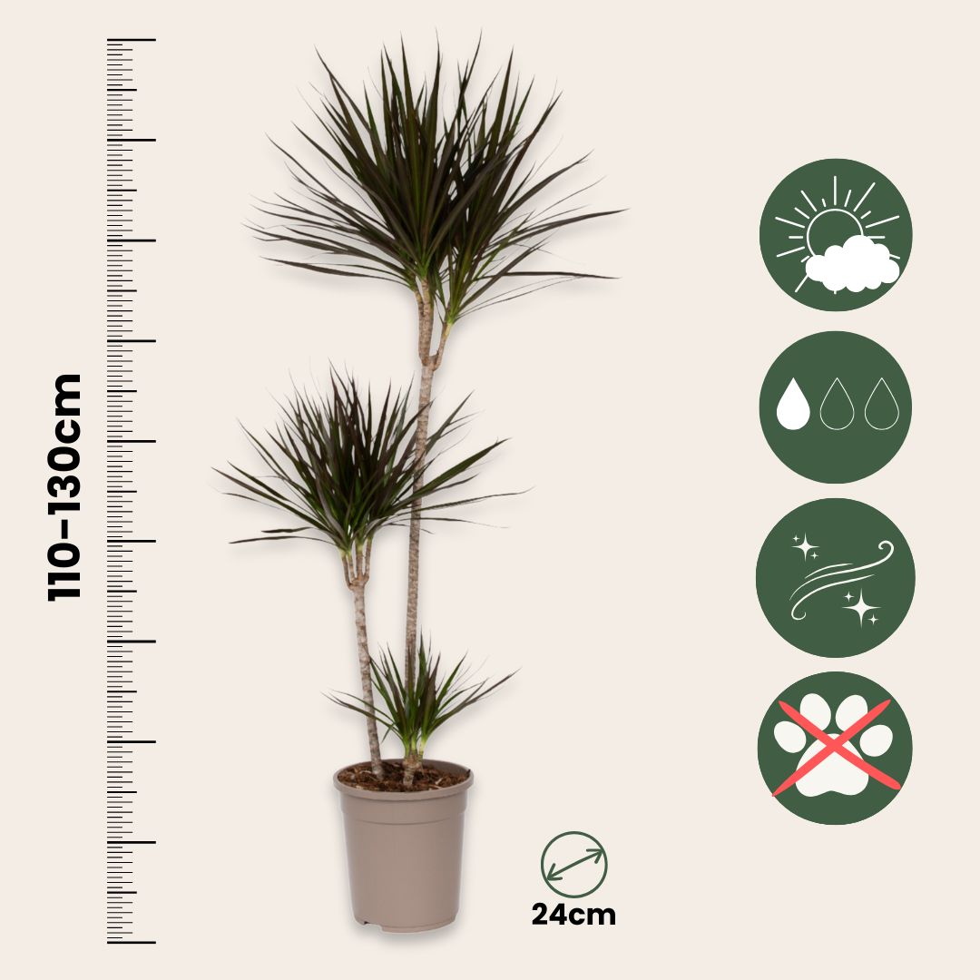 Drácena - Dracaena Marginata - Altura 110-130cm - ⌀24cm