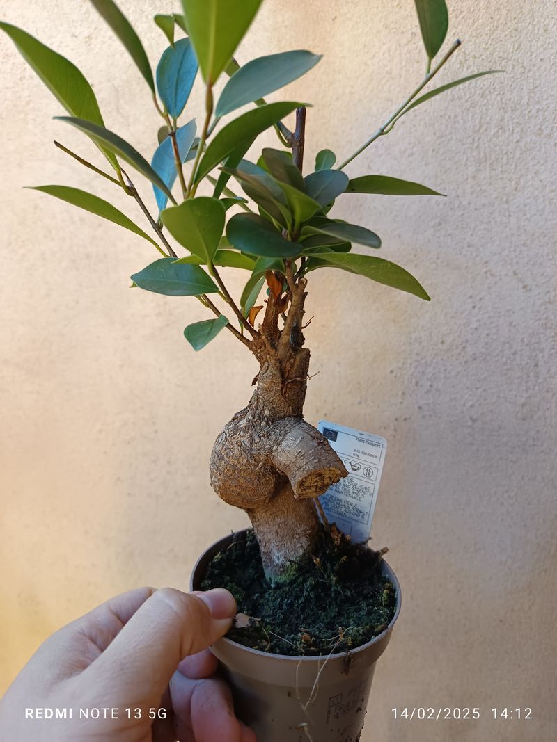 Ficus Ginseng #3 Planta Bonsai Terrario Interior