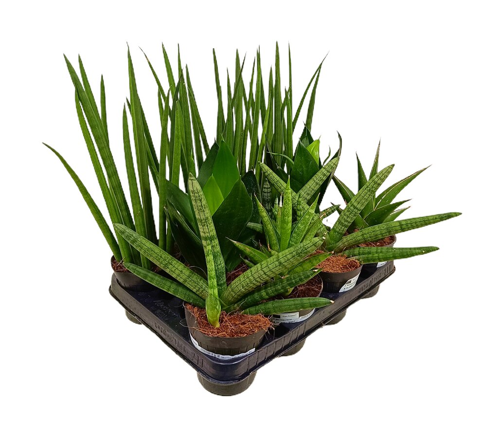 Sansevieria Cilindrica Mix M11 (unidad)_0