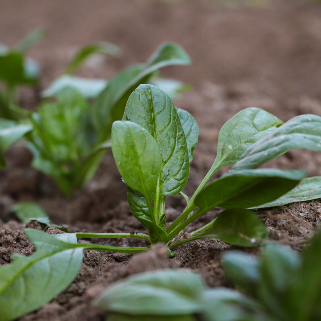Plantón Espinaca - Plantabo.