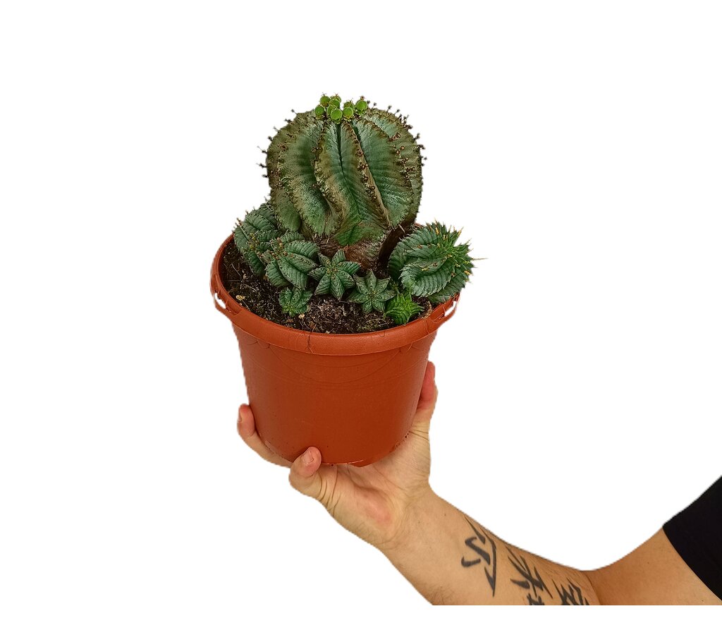 Euphorbia Polygona M17_0