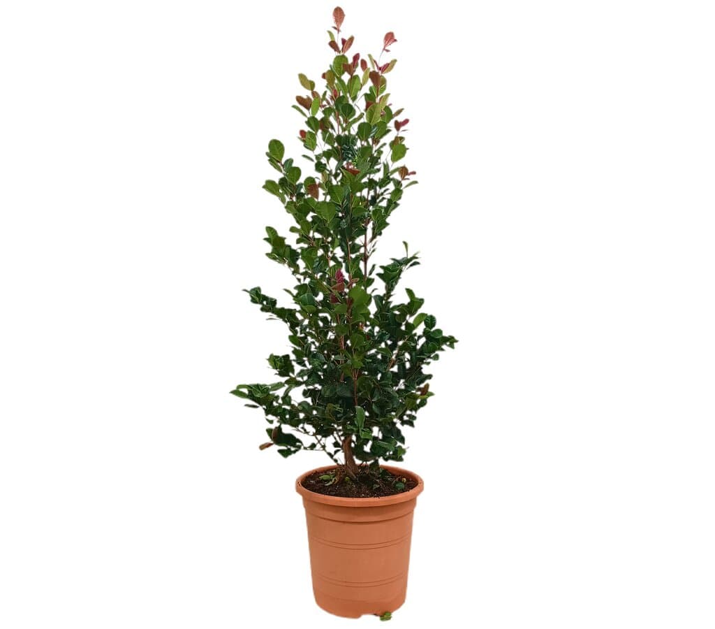 Eugenia Etna Fire M24 70-80cm_0