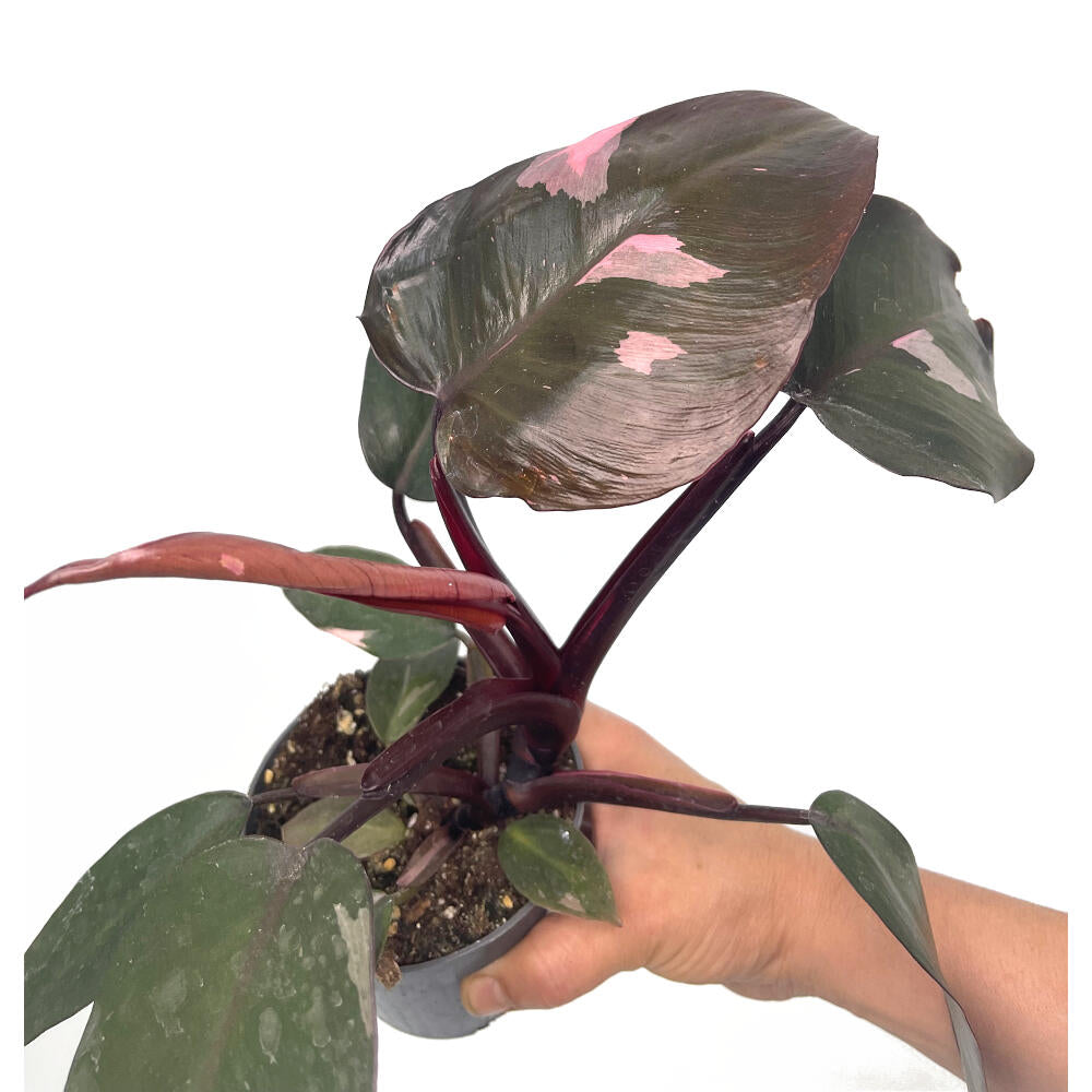 Philodendron Pink Princess M10 20cm_1