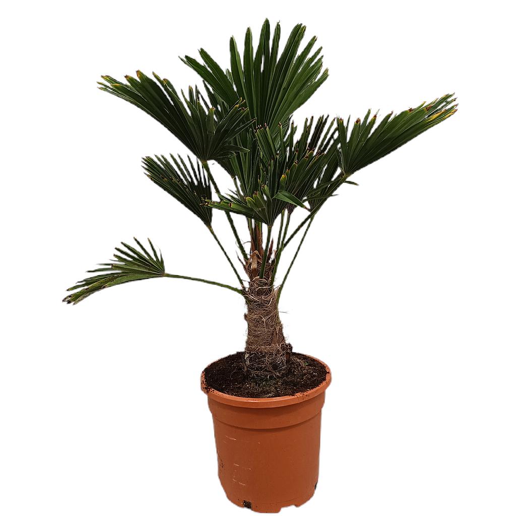 Trachycarpus Wagnerianus M25 50cm Aprox_0