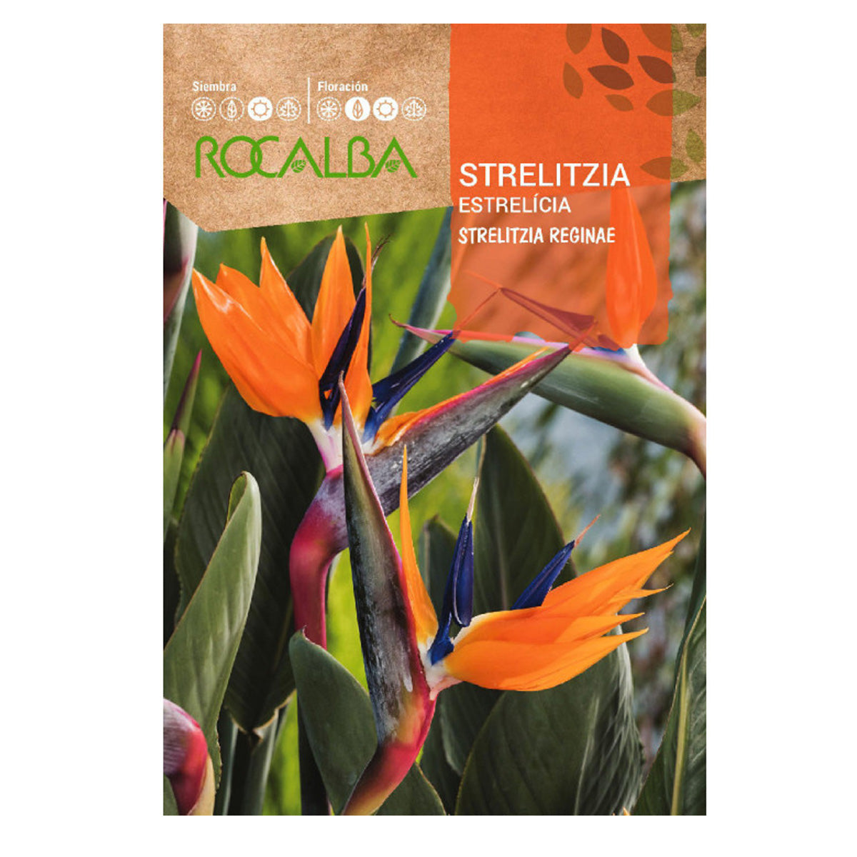 Semillas de ave del paraiso Strelitzia, Rocalba