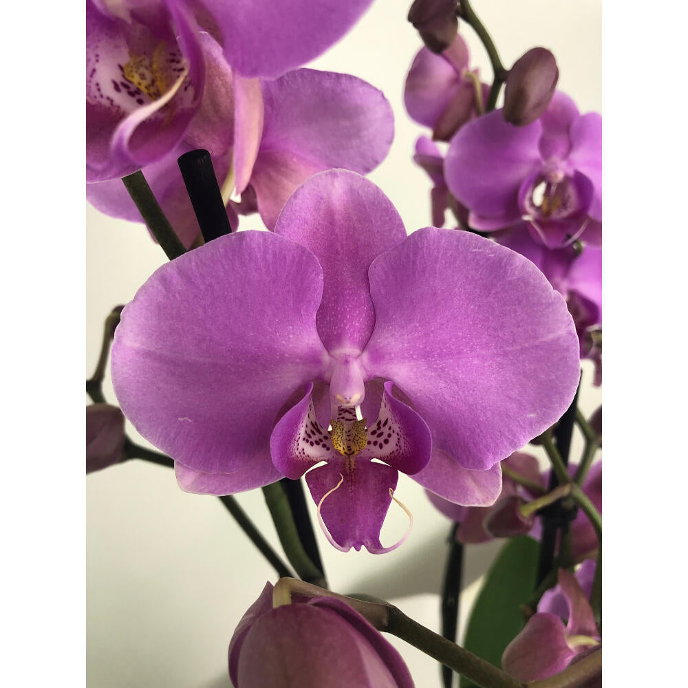 Orquidea Phalaenopsis Blaning-ton 2/3 Tallos M12 70cm