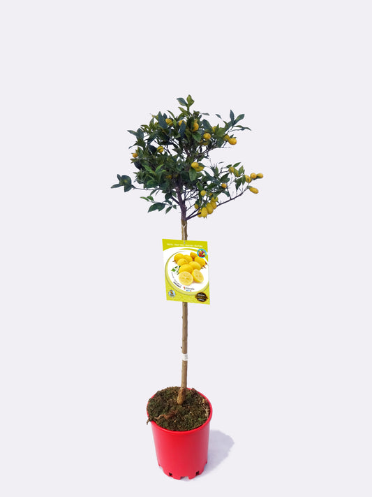Limequat En Maceta 25 Cm. 150-180 Cm. Alt. Natural - Fitoralia
